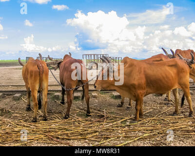 Oxes are working at sugar cane farm in the area of Bayahibe, La Romana in the Dominican Republic. Sugar cane is one of the main sources of wealth of this Caribbean country. Stock Photo