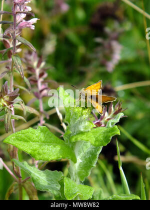 Large Skipper Feeding on Nectar from Wildflowers Stock Photo