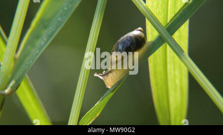 Snail sitting on the wet leaf in the grass. Curious snail in the garden on green leaf. Stock Photo
