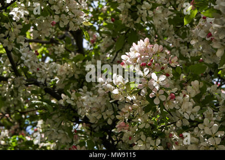 looking up a flowering tree with small white and pink flowers Stock Photo
