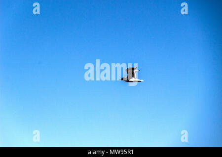 Seagull is flying against the blue sky Stock Photo