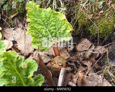 Rhubarb sprout. Young plant. It's spring. Young leaves. Close up. Stock Photo
