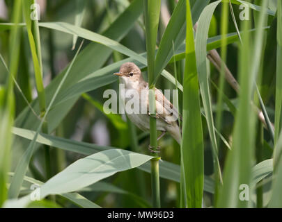 Reed Warbler, acrocephalus scirpaceus, in a reed bed, 2018 Stock Photo