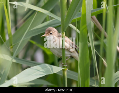 Reed Warbler, acrocephalus scirpaceus, in a reed bed, 2018 Stock Photo