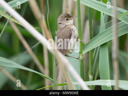 Reed Warbler, acrocephalus scirpaceus, in a reed bed, 2018 Stock Photo