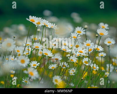 Ox-eye Daisies Leucanthemum vulgare in meadow Stock Photo