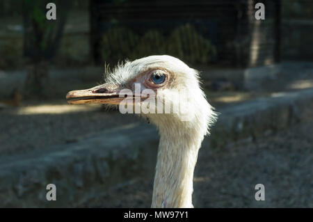 Close Up ostriches portrait. Ostrich in a farm