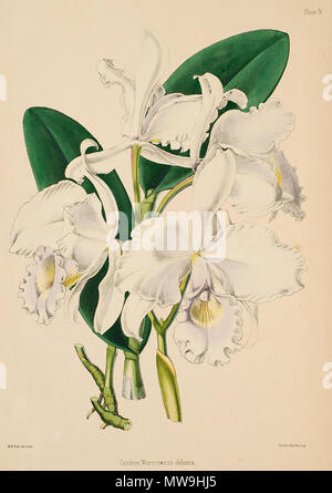 . Illustration of Cattleya warscewiczii . between 1862 and 1865. Walter Hood Fitch (1817 - 1892), illustrator, Robert Warner (1814-1896) and Benjamin Samuel Williams (1822-1890) editors 119 Cattleya warscewiczii - Warner, Williams - Select orch. plants 1, pl. 4 (1862-1865) Stock Photo