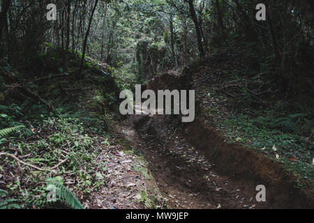Deeply eroded track creating a channel through the mud of the jungle in Colombia Stock Photo
