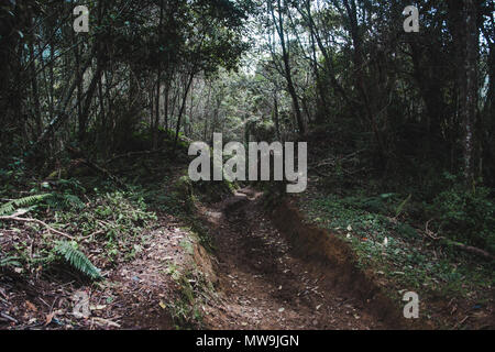 Deeply eroded track creating a channel through the mud of the jungle in Colombia Stock Photo