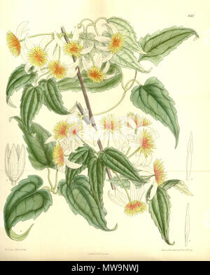 . Clematis aristata var. dennisae, Ranunculaceae . 1911. M.S. del, J.N.Fitch, lith. 133 Clematis aristata dennisae 137-8367 Stock Photo