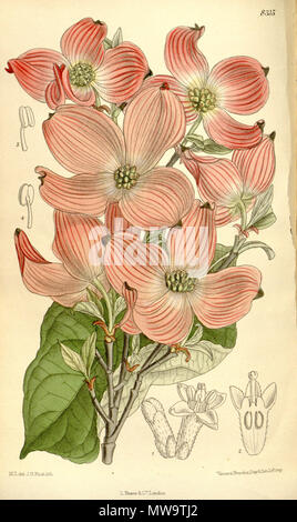 . Cornus florida var. rubra, Cornaceae . 1910. M.S. del., J.N.Fitch lith. 143 Cornus florida rubra 136-8315 Stock Photo