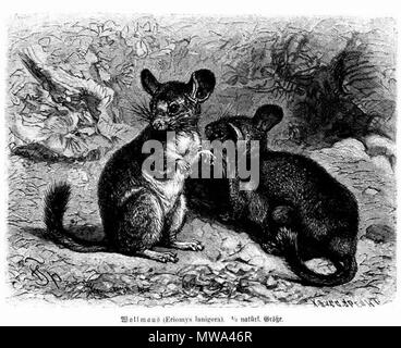 English Chinchilla Lanigera Eriomys Lanigera Wollmaus Polski Szynszyla Mala Eriomys Lanigera Wollmaus 1883 Reprod Alfred Brehm 1883 109 Chinchilla Lanigera Eriomys Lanigera Stock Photo Alamy