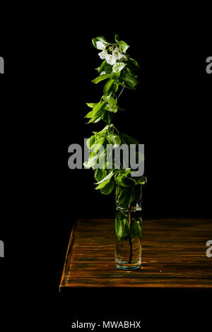 close-up shot of branch of white cherry blossom in vase on wooden table isolated on black Stock Photo