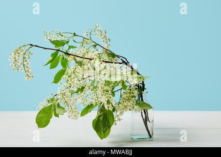branches of white bird cherry blossom in glass isolated on blue Stock Photo