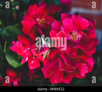 fresh summer roses blooming fully and brightly Stock Photo