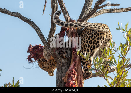 A Leopard trying to steal the remains of a kill lodged high in a tree Stock Photo