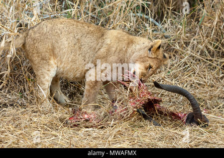 Lion cub enjoying the remains of a kill, a young male Nyala. Stock Photo