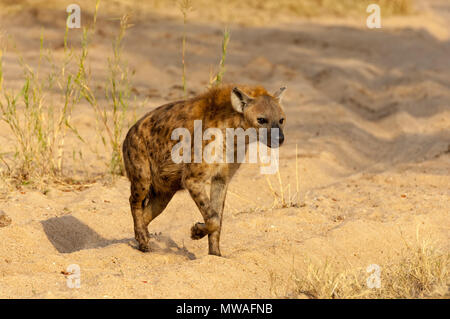 A spotted hyena (Crocuta crocuta) on the prowl for an easy meal in Sabi Sands game reserve Stock Photo