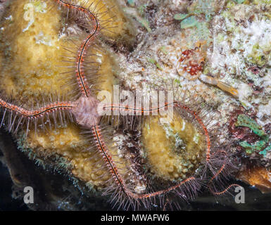 Ophiothrix suensoni, Suenson's brittle star or the sponge brittle star, is a species of marine invertebrate in the order Ophiurida Stock Photo