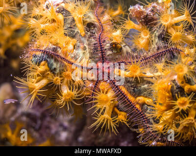 Ophiothrix suensoni, Suenson's brittle star or the sponge brittle star, is a species of marine invertebrate in the order Ophiurida Stock Photo