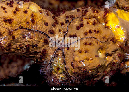 Ophiothrix suensoni, Suenson's brittle star or the sponge brittle star, is a species of marine invertebrate in the order Ophiurida Stock Photo