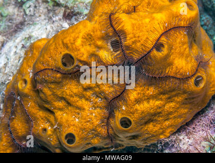 Ophiothrix suensoni, Suenson's brittle star or the sponge brittle star, is a species of marine invertebrate in the order Ophiurida Stock Photo