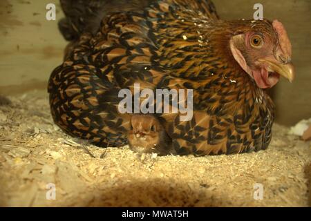 A Day Old Chick Peeks Out From Under Momma Hen Stock Photo