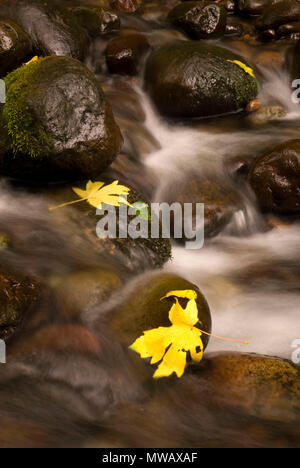 Christy Creek, Flaming Gorge State Park, Washington Stock Photo