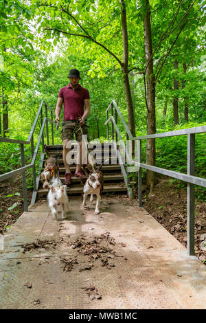 man walking dogs in park Stock Photo