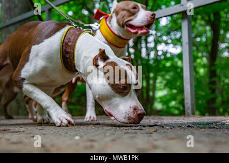 dog walking in park in collars on leashes Stock Photo