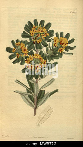 . This is an image of Plate 2212 of Curtis's Botanical Magazine, Volume 48. It is a lithographed botanical illustration of Gastrolobium bilobum (Heart-leaved Poison). 1818. As with other Curtis plates, the artist and lithographer is recorded in the bottom left hand corner. Unfortunately, the resolution of this image is insufficient to allow this to be read. The mark at bottom left may be that of Samuel Curtis, the proprietor at the time. One source gives the artist as Weddell. 148 Curtis's Botanical Magazine - Plate 2212 - Gastrolobium bilobum Stock Photo