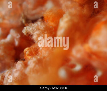 Extreme closeup into curly locks of orange dyed wool fiber. Stock Photo