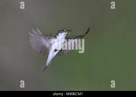 European Pied Flycatcher (Ficedula hypoleuca), male in flight with insects in the beak, North Rhine-Westphalia, Germany Stock Photo
