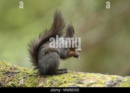 Eurasian red squirrel (Sciurus vulgaris), feeding, Grisons, Switzerland
