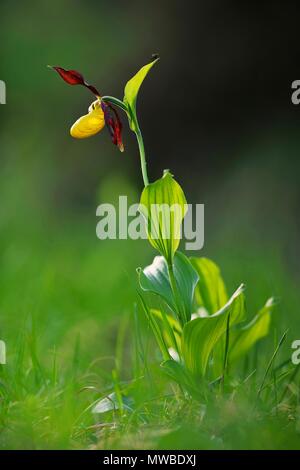 Lady's slipper orchid (Cypripedium calceolus), flowering, Canton of Schwyz, Switzerland Stock Photo