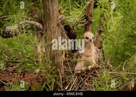 A red tailed hawk (Buteo jamaicensis) peering out of its nest, it will be a long time before it leaves. Stock Photo