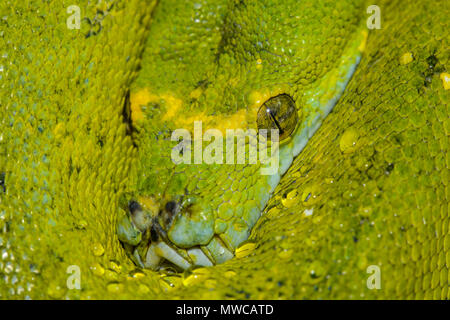 Green Tree Python (Morelia viridis, Captive, Reptilia reptile zoo, Vaughan, Ontario, Canada Stock Photo