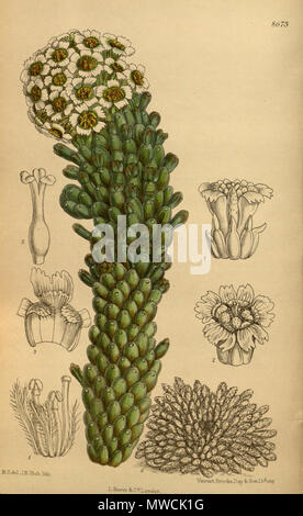 . Euphorbia caput-medusae, Euphorbiaceae . 1916. M.S. del., J.N.Fitch lith. 198 Euphorbia caput-medusae 142-8673 Stock Photo