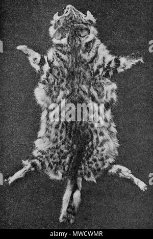 Francais Peau D Un Chat A Pieds Noirs Fourrure D Hiver English Black Footed Cat Skin In Winter Fur 15 June 13 10 51 22 R I Pocock Text 5 Felisnigripespelt Stock Photo Alamy