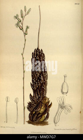 . Haworthia chalwini (= Haworthia coarctata var. coarctata), Xanthorrhoeaceae, Asphodeloideae . 1919. M.S. del., J.N.Fitch lith. 268 Haworthia chalwini 145-8828