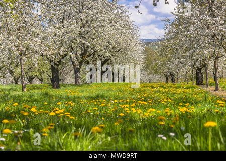 spring meadow with blooming orchard trees in the region Ortenau, South Germany, zone on the foothill of the Black Forest, famous for cherry blooming Stock Photo