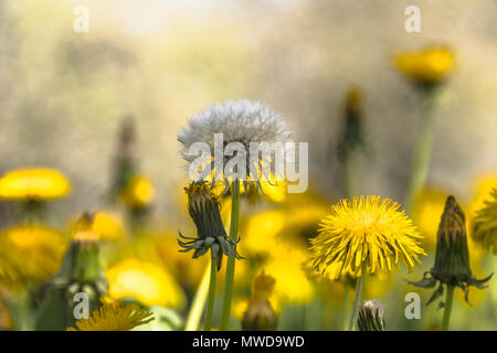 spring meadow with blooming orchard trees in the region Ortenau, South Germany, zone on the foothill of the Black Forest, famous for cherry blooming Stock Photo