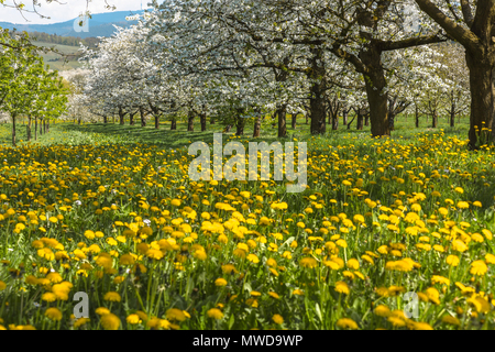 spring meadow with blooming orchard trees in the region Ortenau, South Germany, zone on the foothill of the Black Forest, famous for cherry blooming Stock Photo