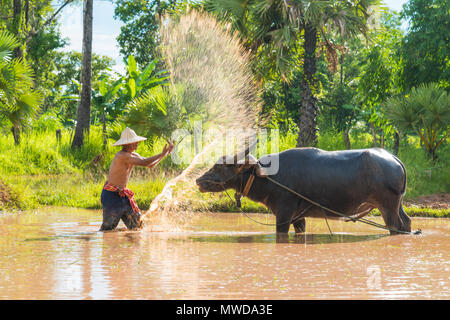 Saknonakhon, Thailand - July 30, 2016: Farmer dipping water and throwing to bath buffalo in rice farm in rural of Sakonnakhon, Thailand Stock Photo
