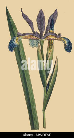 . A digital image of an illustration of Iris spuria in William Curtis's The Botanical Magazine or Flower-Garden Displayed, volume 2, plate 58 . The image would appear to be modifified and another source, which details the line, caption and paper is located at [delta-intkey.com/ angio/images/bmag58.jpg] and I must get round to uploading a better one. The periodical is dated M DCC XC (1790). William Curtis Publisher 299 Iris spuria (Curtis) Stock Photo