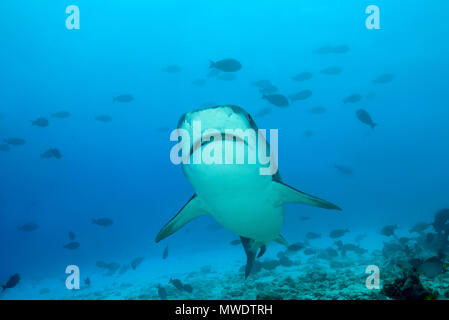 February 10, 2018 - Island (Atoll) Fuvahmulah, Indi, Maldives - Tiger Shark (Galeocerdo cuvier) swims over coral reef (Credit Image: © Andrey Nekrasov/ZUMA Wire/ZUMAPRESS.com) Stock Photo