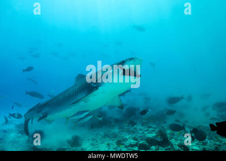 February 10, 2018 - Island (Atoll) Fuvahmulah, Indi, Maldives - Tiger Shark (Galeocerdo cuvier) eating tuna Credit: Andrey Nekrasov/ZUMA Wire/ZUMAPRESS.com/Alamy Live News Stock Photo