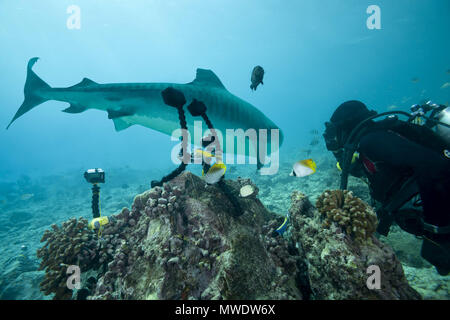 March 13, 2018 - Island (Atoll) Fuvahmulah, Indi, Maldives - Male scuba diver shooting Tiger Shark Credit: Andrey Nekrasov/ZUMA Wire/ZUMAPRESS.com/Alamy Live News Stock Photo