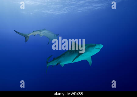March 13, 2018 - Island (Atoll) Fuvahmulah, India, Maldives - Two Tiger Shark (Galeocerdo cuvier) swim in the blue water Credit: Andrey Nekrasov/ZUMA Wire/ZUMAPRESS.com/Alamy Live News Stock Photo